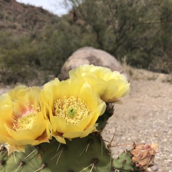 prickly pear flowers