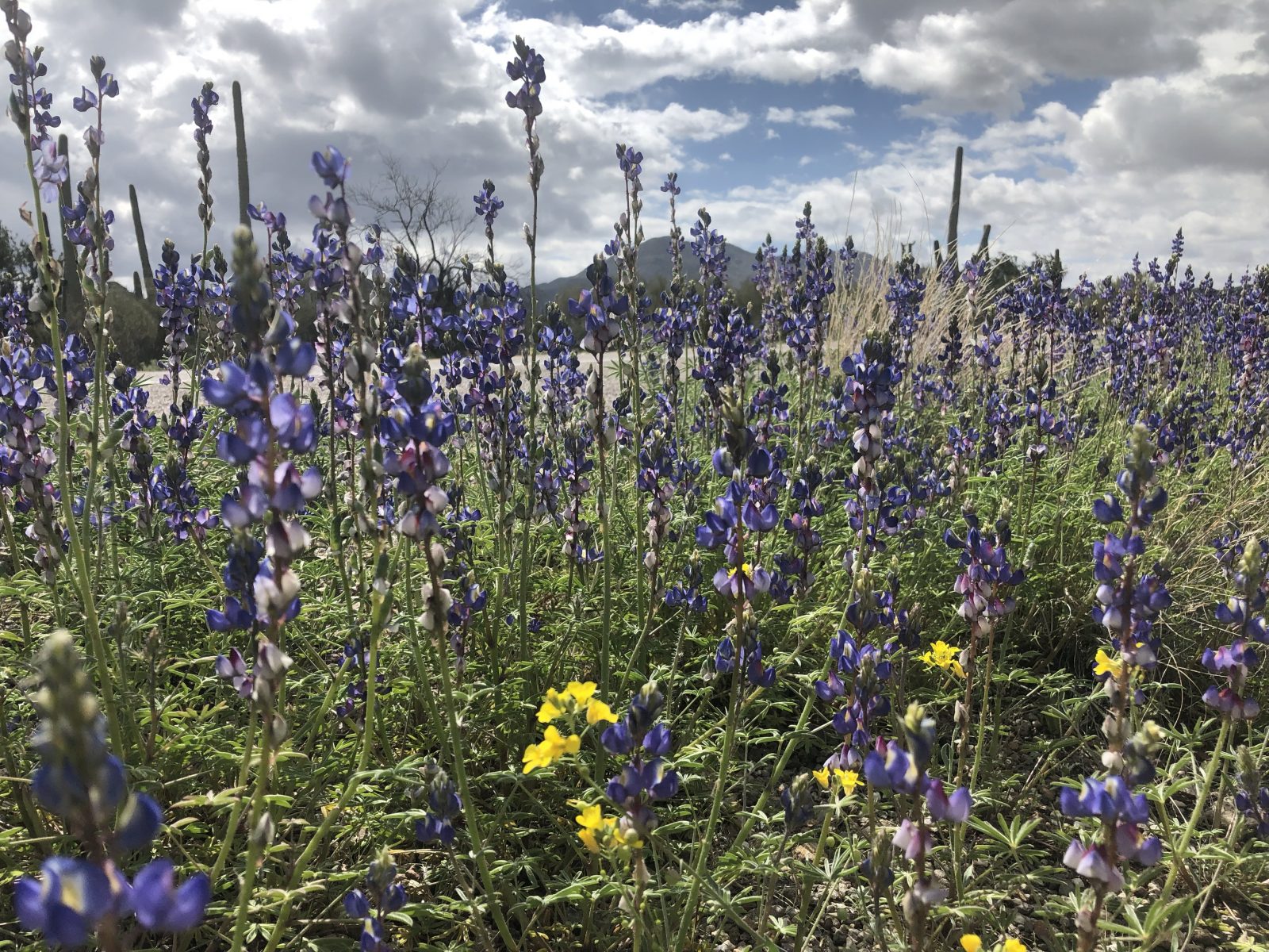 desert lupine in Saguaro Park West