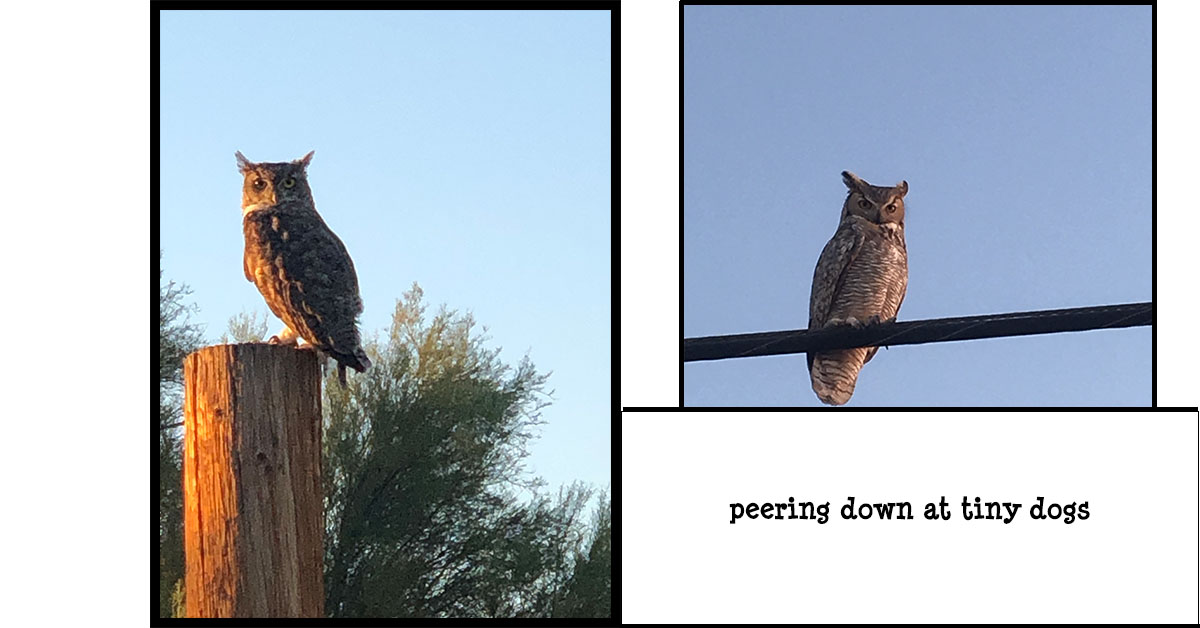 owls peering down at tiny dogs