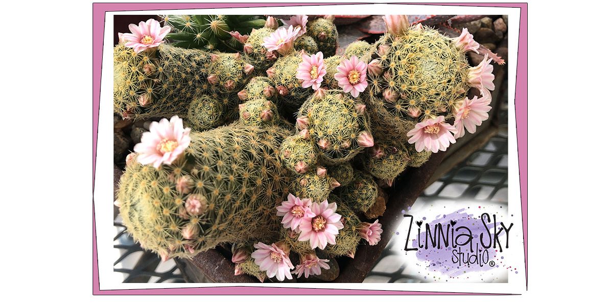 succulent spring 2020 succulent spring 2020