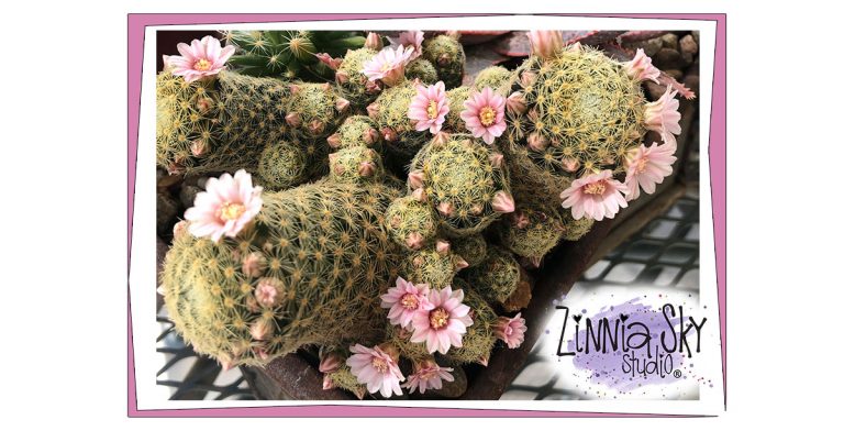 succulent spring 2020 succulent spring 2020