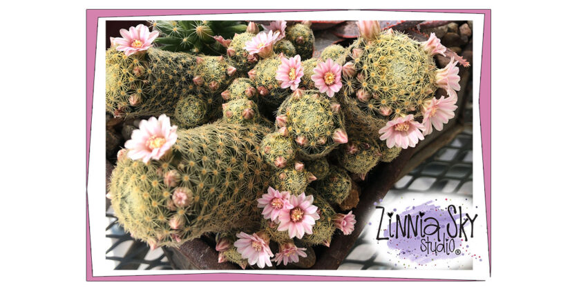 succulent spring 2020