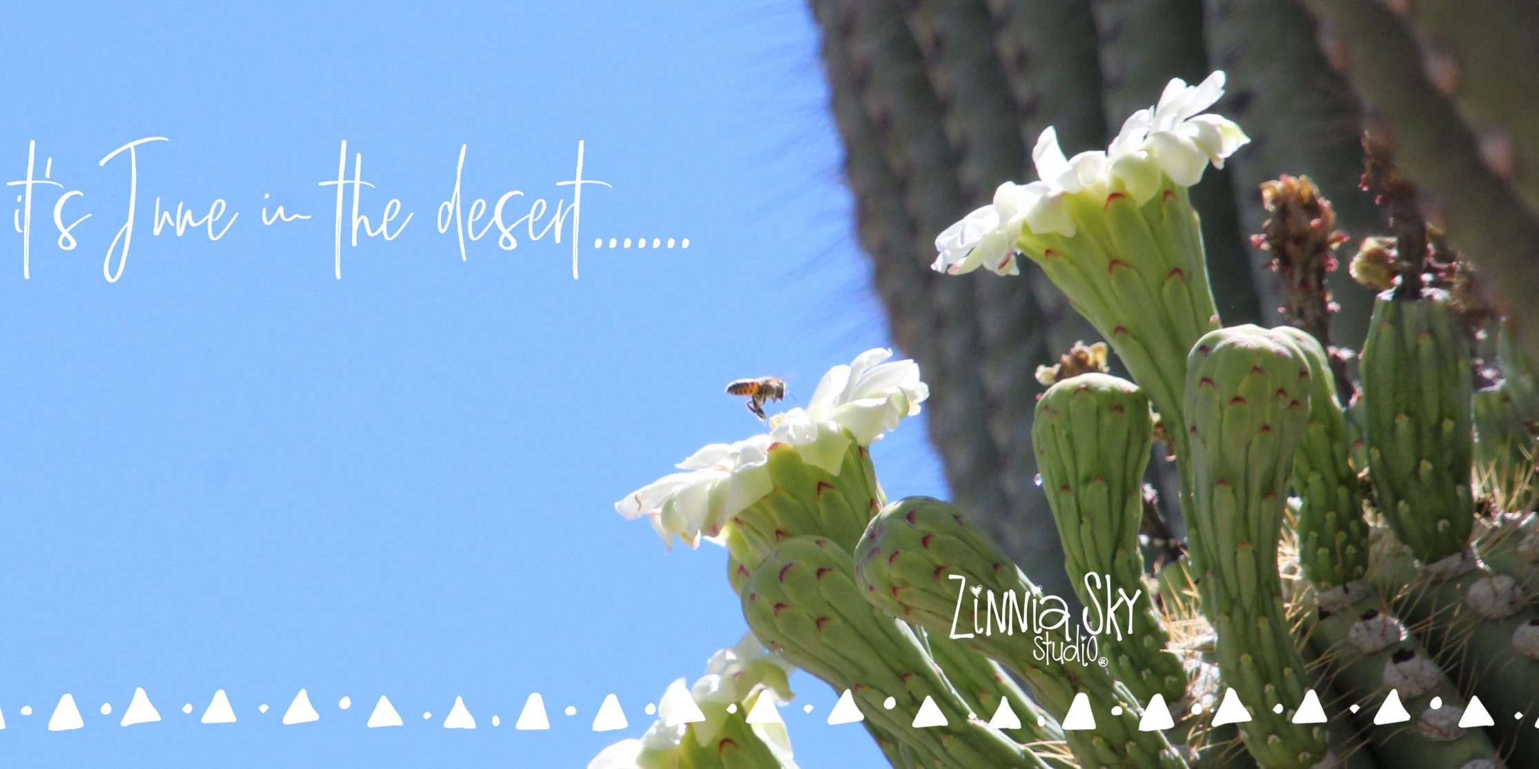 bee saguaro flowers white June in the desert