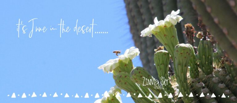 bee saguaro flowers white June in the desert