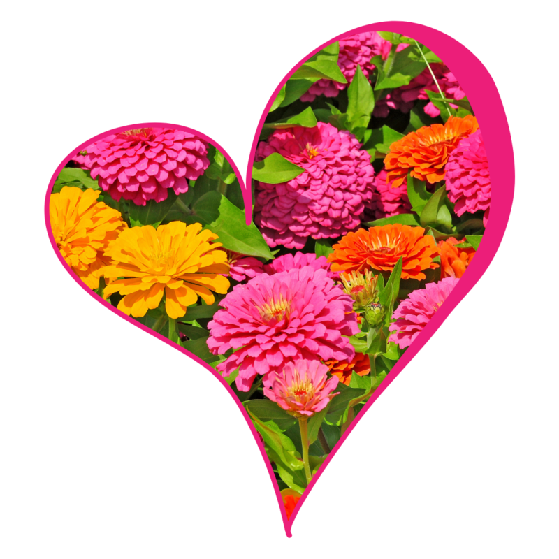 zinnia love