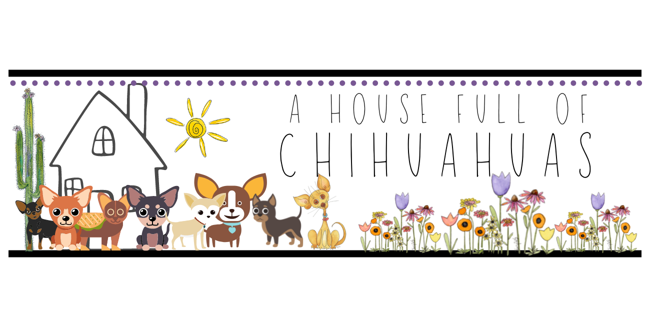 a house full of chihuahuas