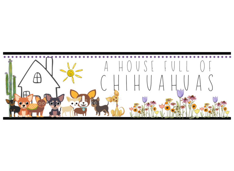 Copy of chihuahuas a house full of chihuahuas