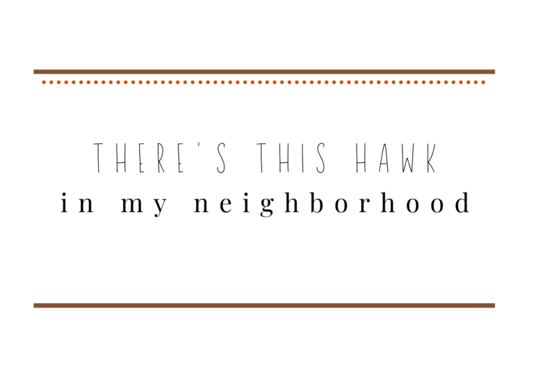 8 there's this hawk in my neighborhood