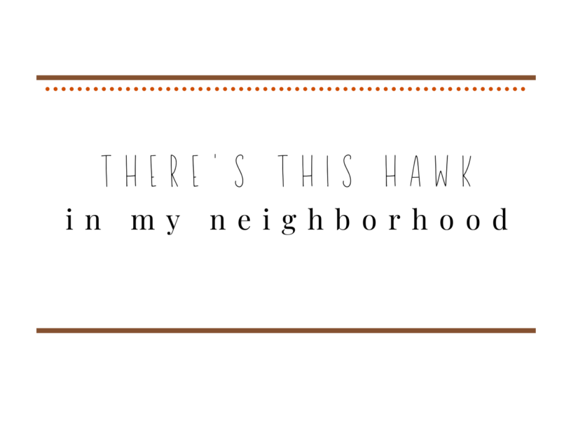 there's this hawk in my neighborhood