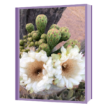 saguaro flowers + buds