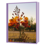 Mexican bird of paradise