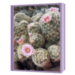 pincushion pink