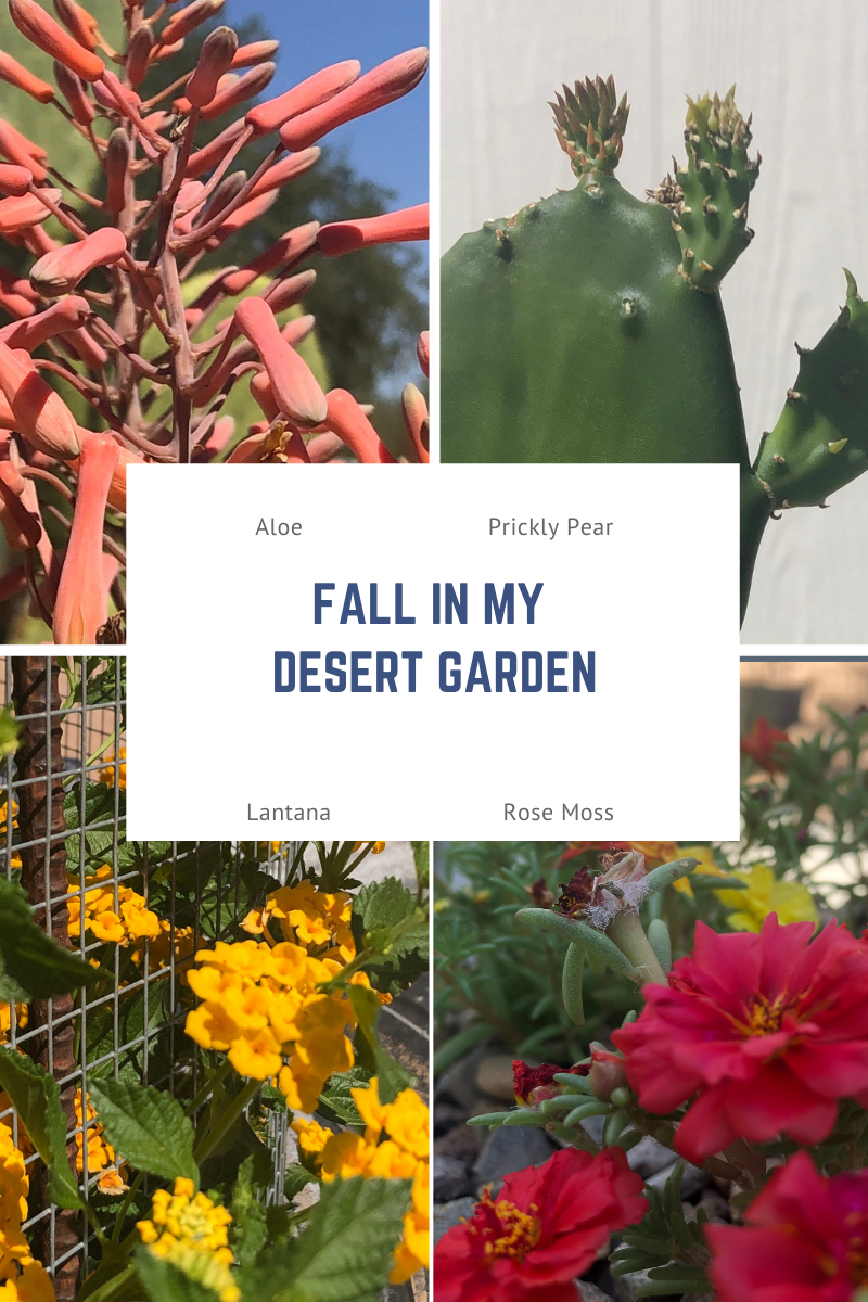 fall in my desert garden
