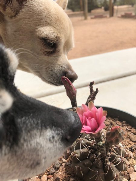 Lola Bean smelling flower