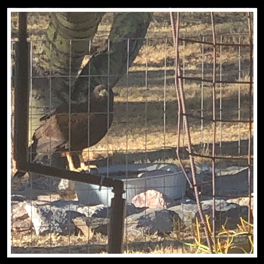 harris's hawk in water bowl