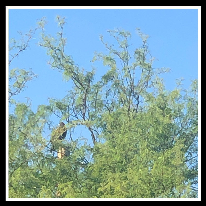 hawk in tree