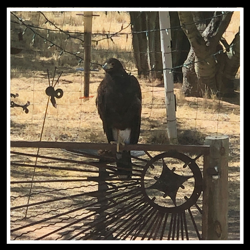 hawk on gate