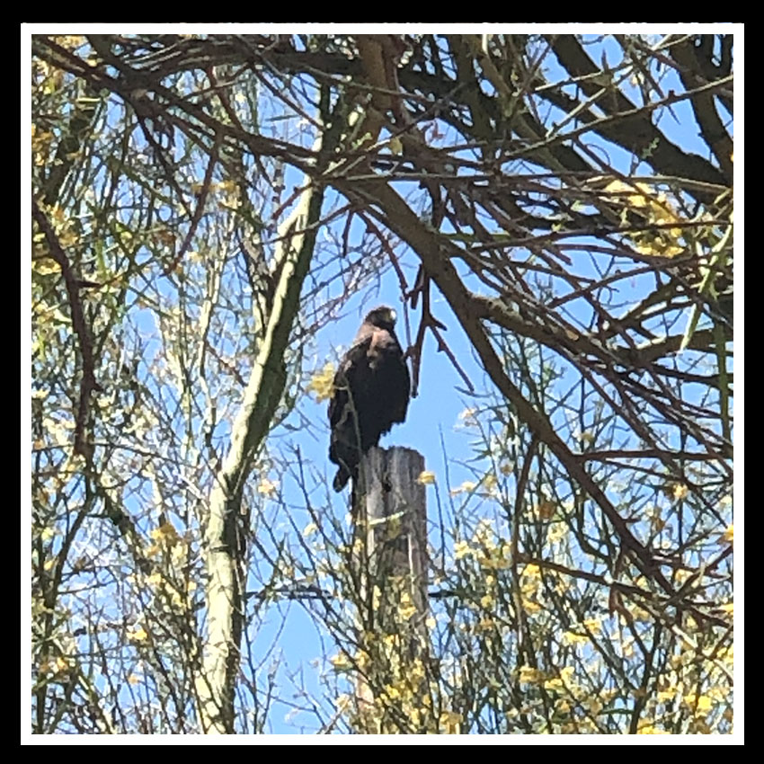 Hawk on pole