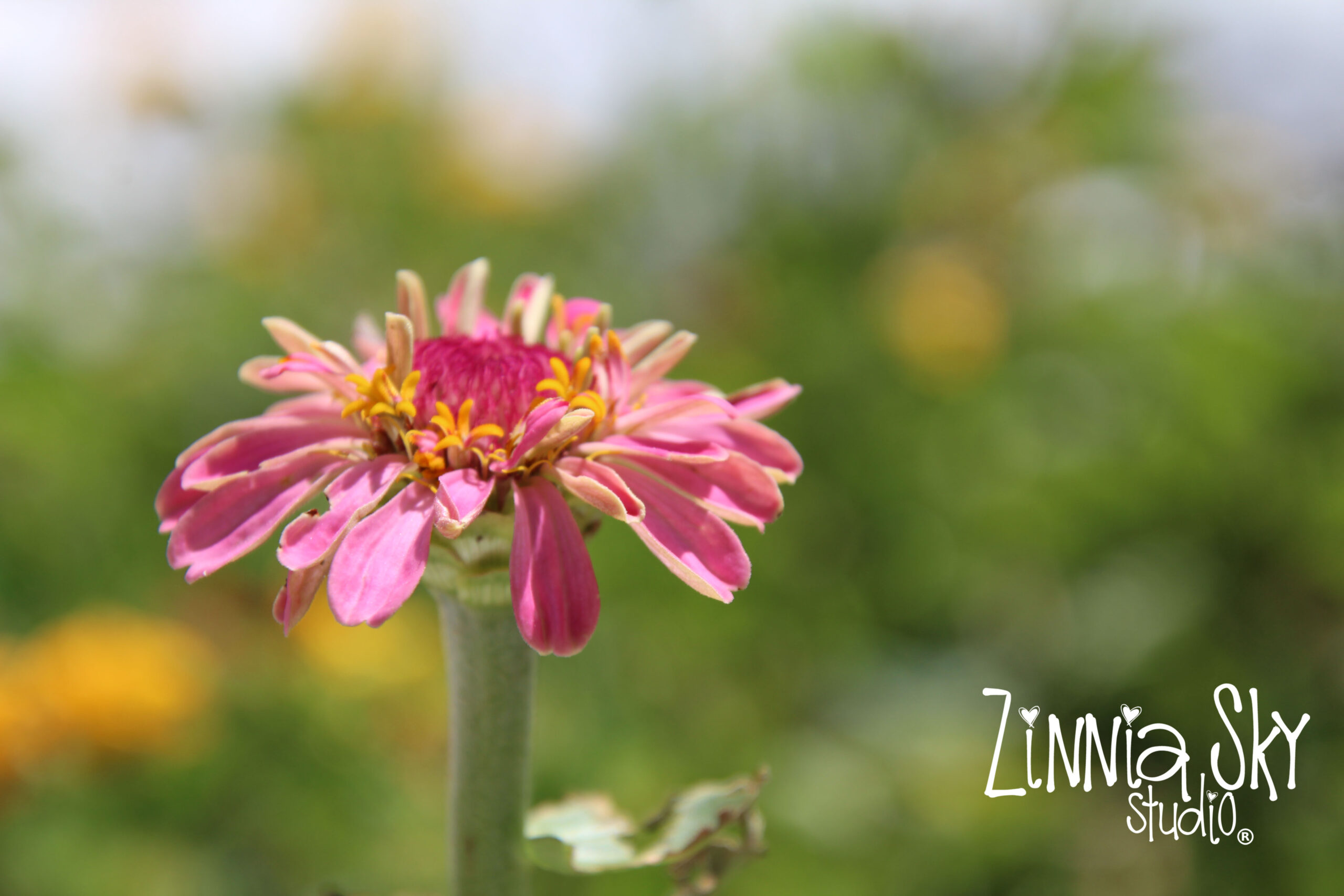 pink zinnia