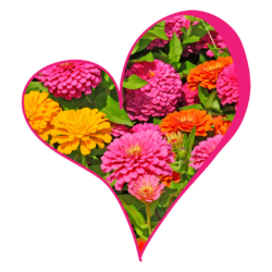 Zinnias