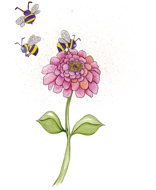 Watercolor Zinnia Flower Pink Bees